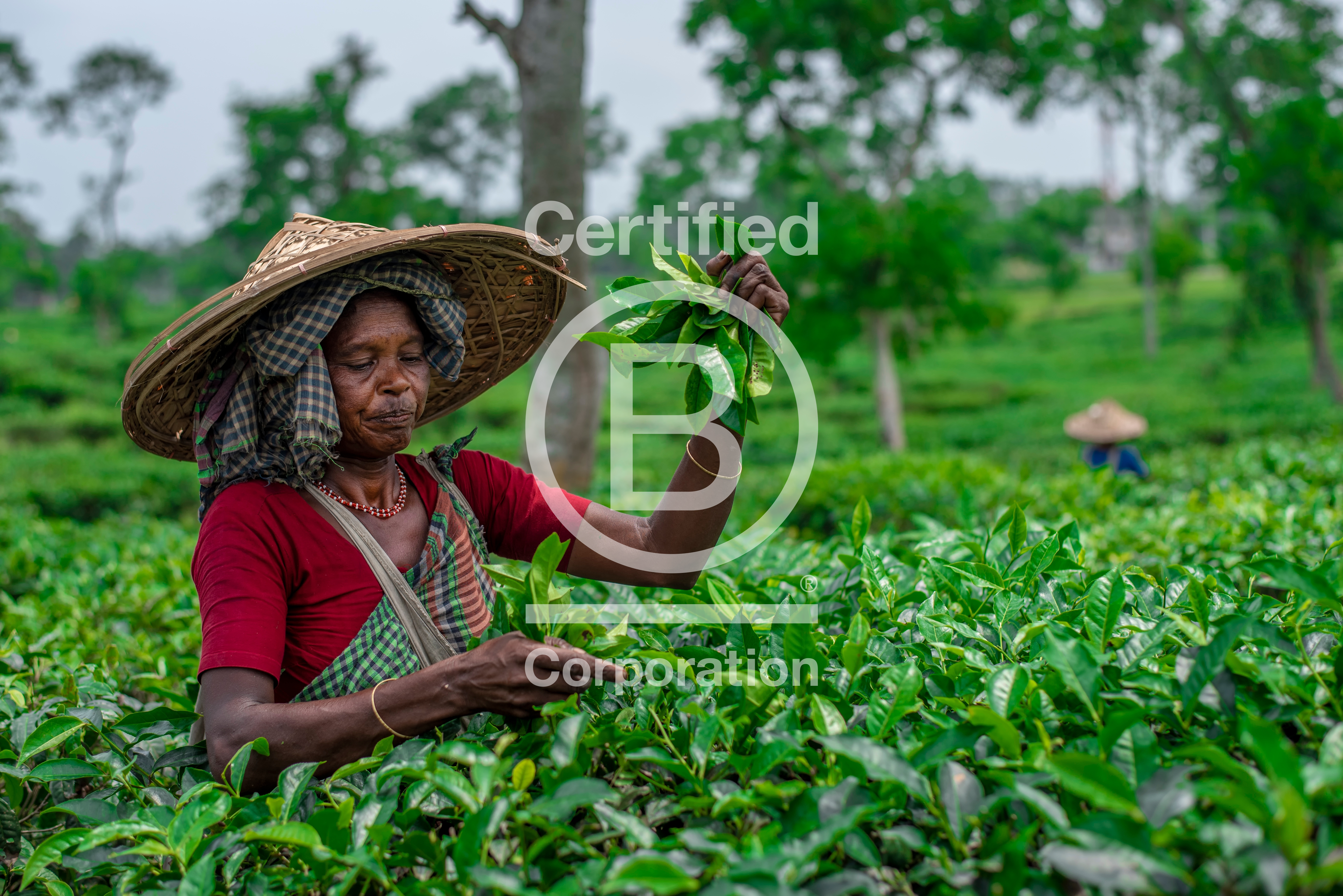 b corp certification