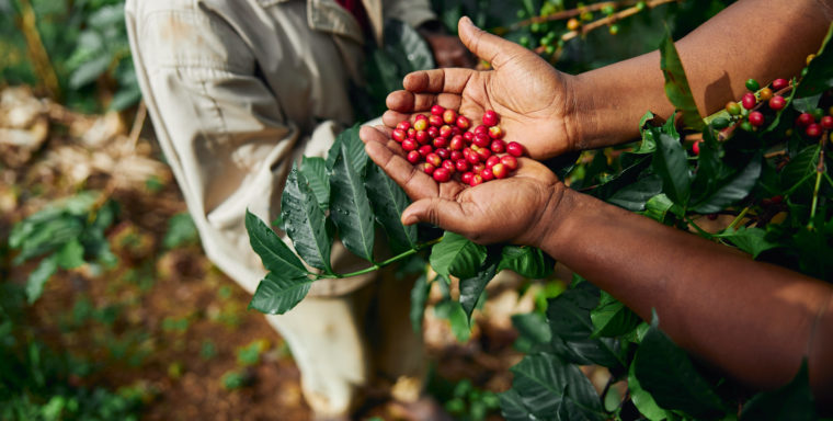 Techcoop: innovating agri-ecosystems in Vietnam