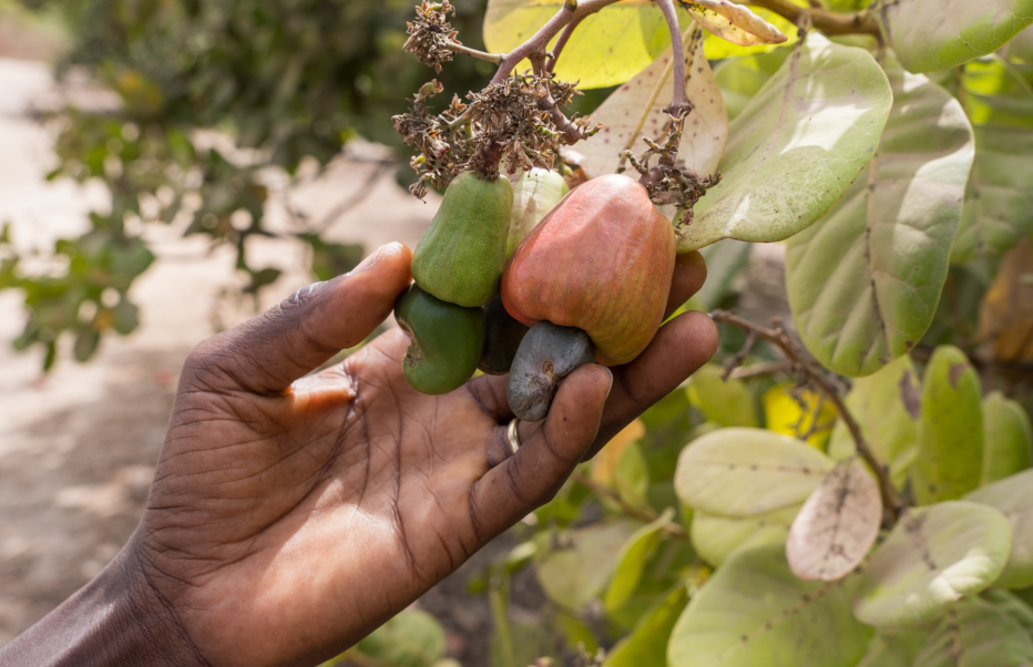 cashew